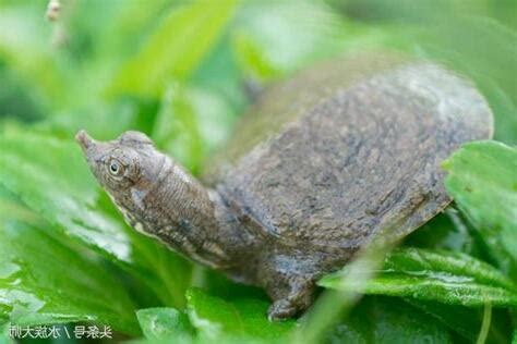 鱉 飼養|【養鱉】小鱉的挑選及飼養方式 